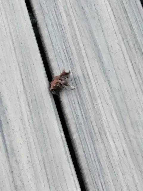 This leaf on my deck looks like a cat