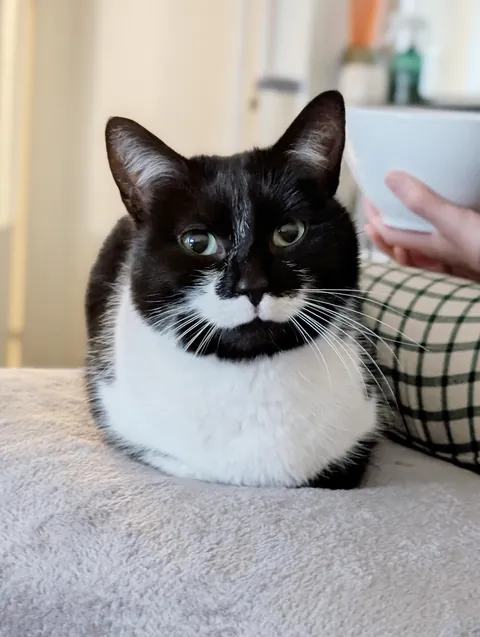 Meet Charlie, 2.5 years old, with the cutest milk moustache! We adopted her a month ago.