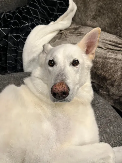 Sweet angel man I got to dog sit this week 💞