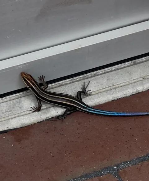 RGB lizard at my local mcdonalds