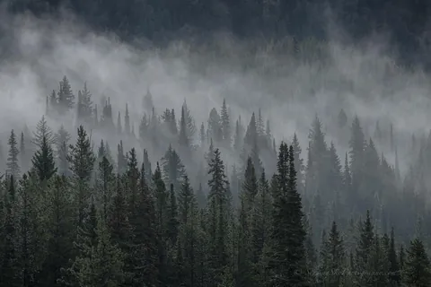 🔥Foggy Landscapes