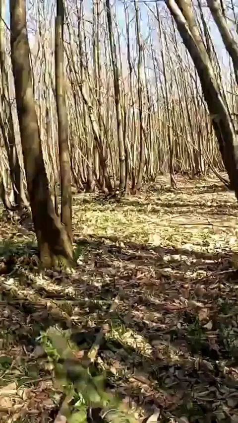 Airsoft player wearing camouflage and a silencer in the woods.