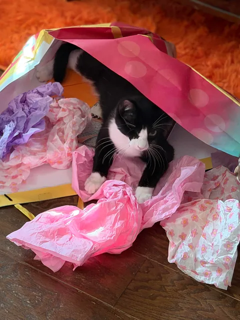 Full Blown Crazy Cat Lady