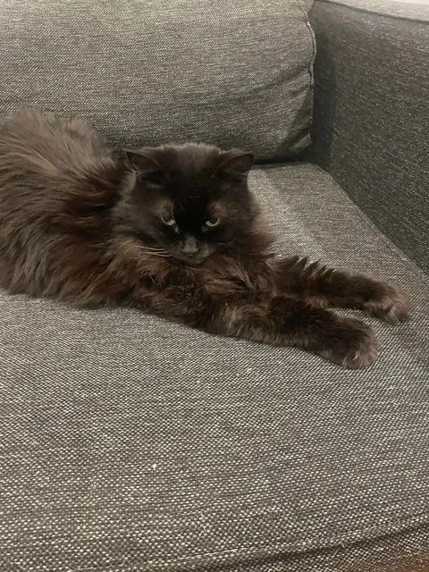 Sweetest cat ever is disgusting