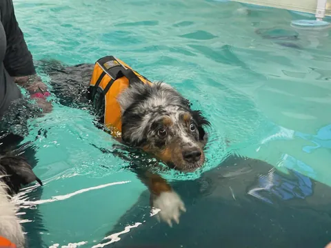 Kanga's first swimming lesson. Totally wasn’t nervous.