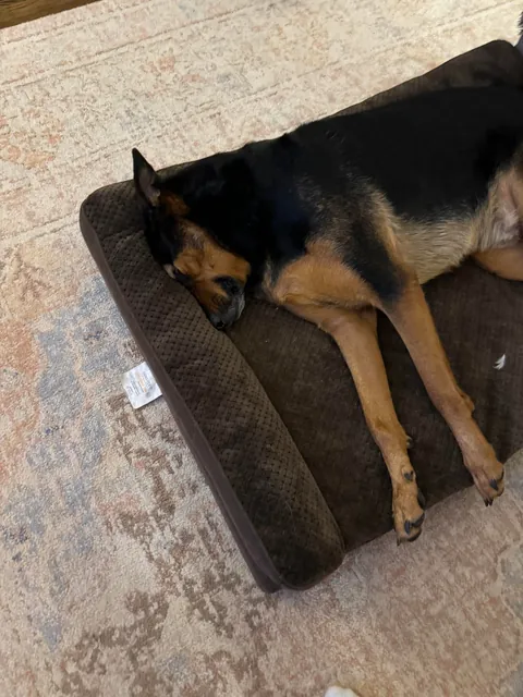 It’s Gary! My goofy, handsome, spoiled boy