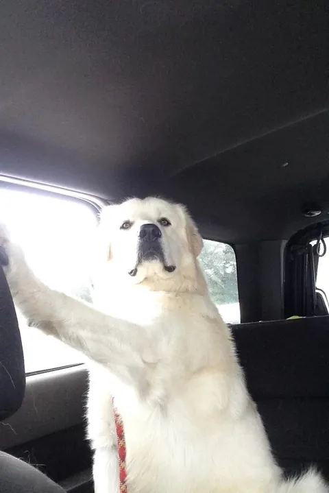 👀 I’m not sure what this says about my driving! 🤔😂🤷‍♀️