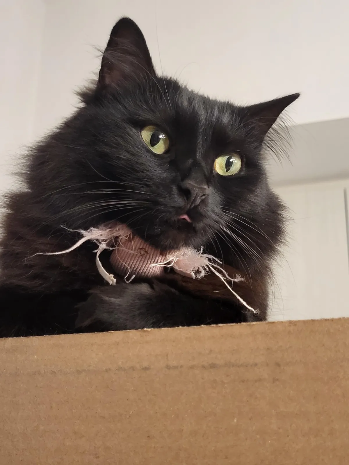 What breed is my cat?