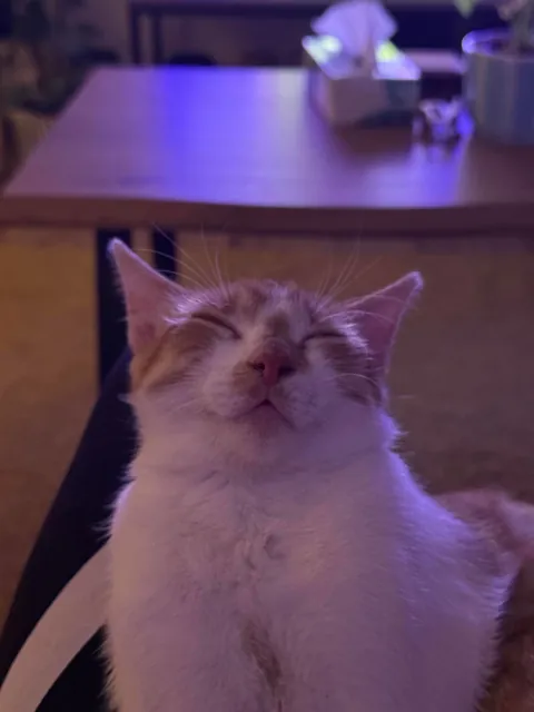 Yeah this guy likes to fall asleep on my lap