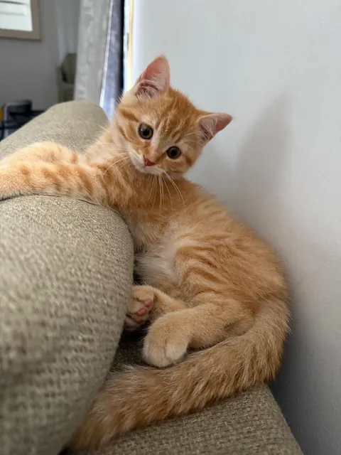 Just adopted this tiny orange kitten. Any name ideas?