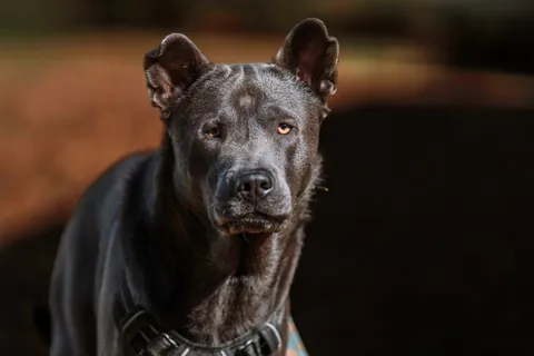 Pesci the gorilla bear pup posing for fall photos