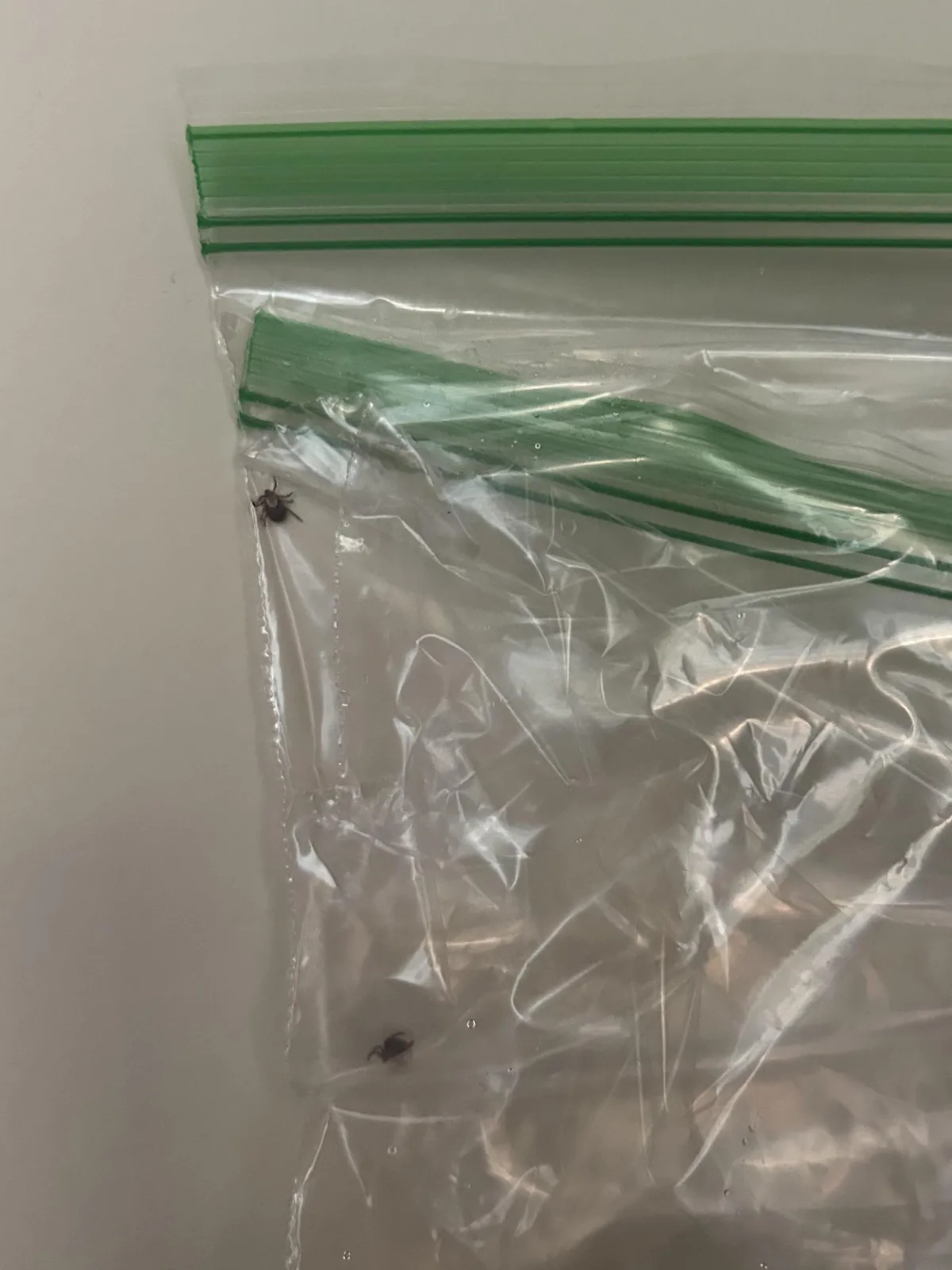 The tick I pulled off my dog attracted a mate to the outside of his Ziploc bag.