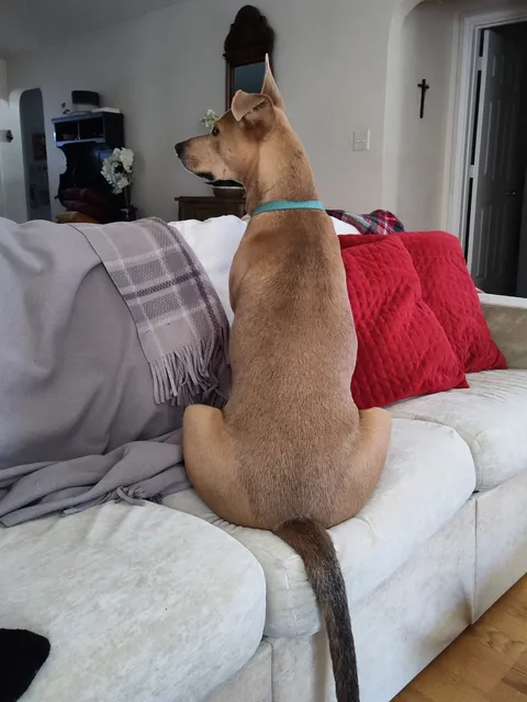 The dog I'm sitting looks like Scooby Doo