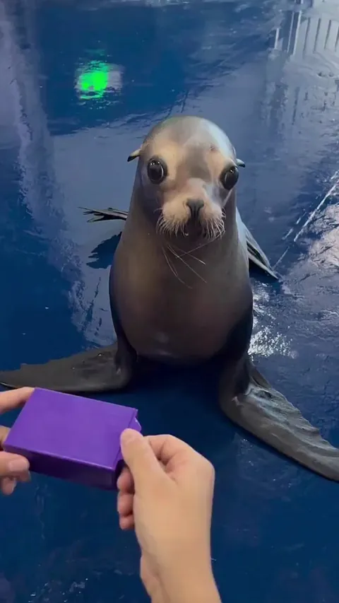 Bamboozled Seal