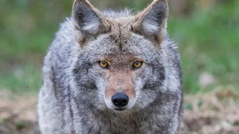 🔥 The face of the USA’s most adaptable and successful carnivoran, the coyote. Can eat almost anything, live almost anywhere, and bounce back from being hunted to near extinction by having huge litters. Incredible animal.