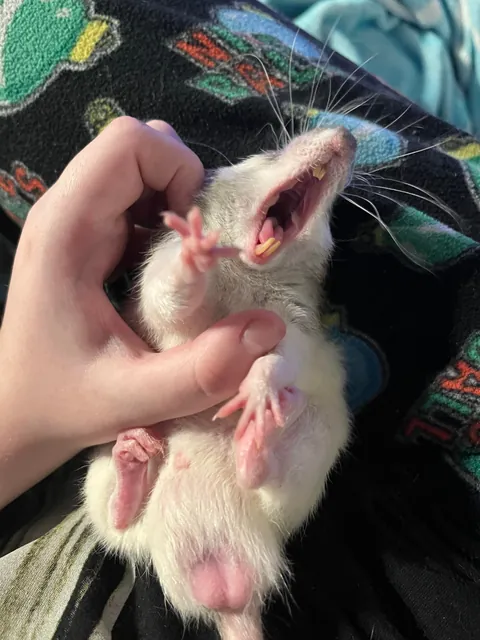 he’s disgustingly cute