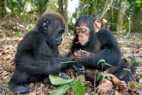 🔥 Chimps and Gorillas form active friendships in the wild, with individuals clearly recognizing one another