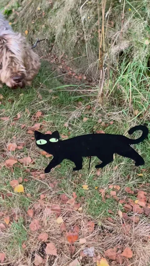 My dog vs some sort of witchcraft 