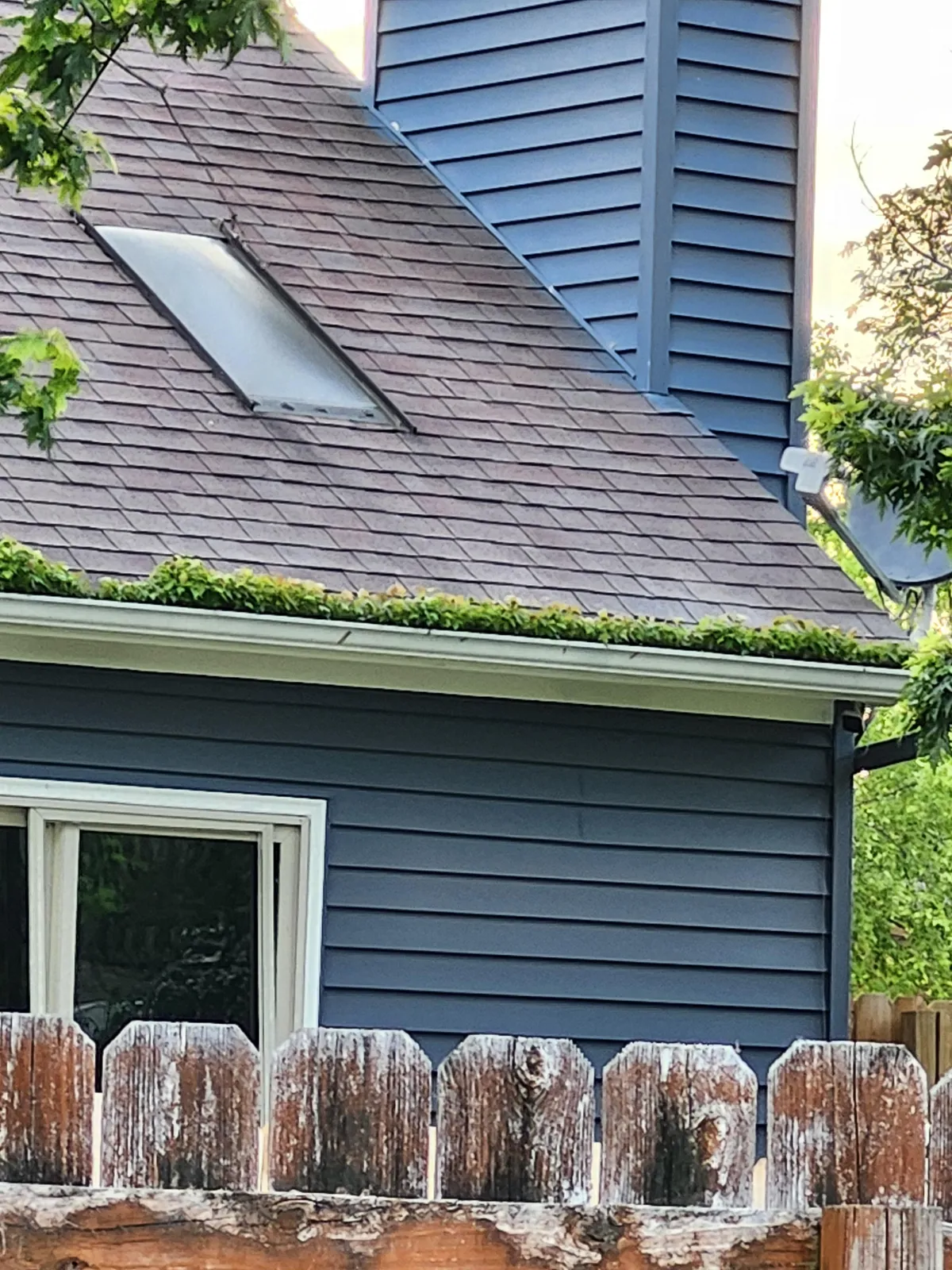 My neighbors gutters are becoming their own biome.