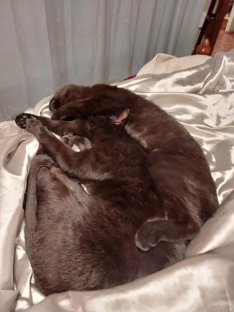 Two headed void!