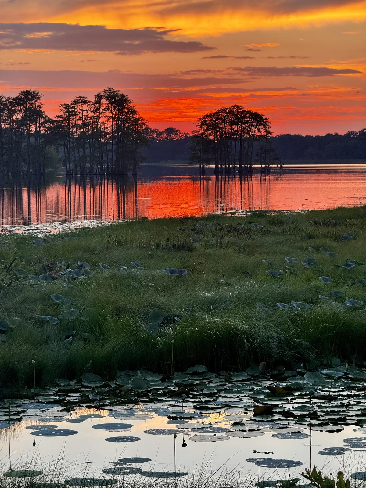 🔥Colorful evening sky over a Florida lake