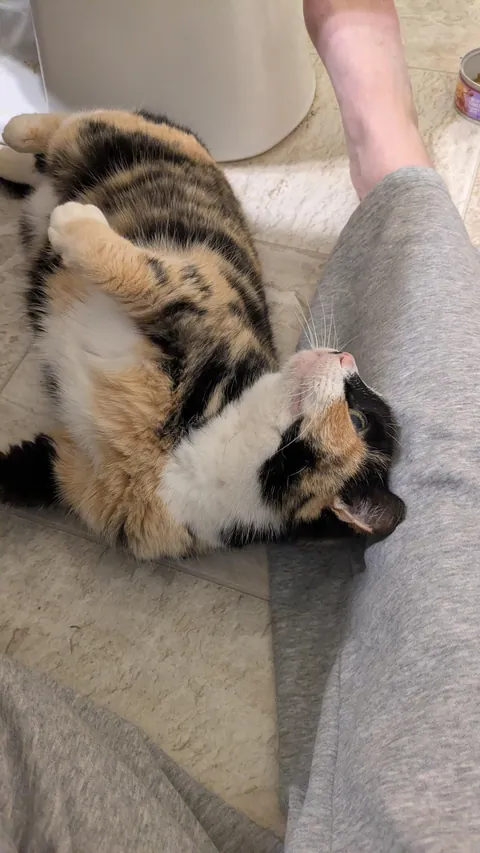 Stray girl has come SO FAR! From hiding to cuddling!