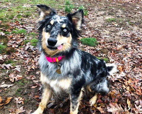 This is my dog, Frankie. I’m pretty sure there’s just elevator music playing inside her head all the time.