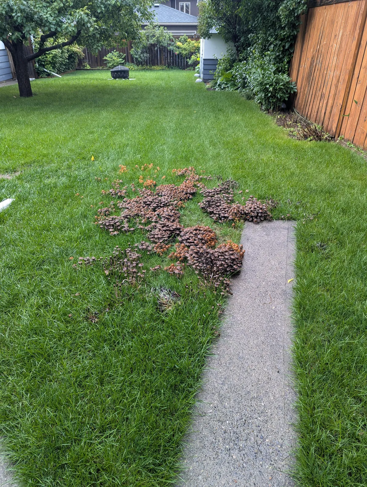 Thick patch of mushrooms growing where a tree was removed