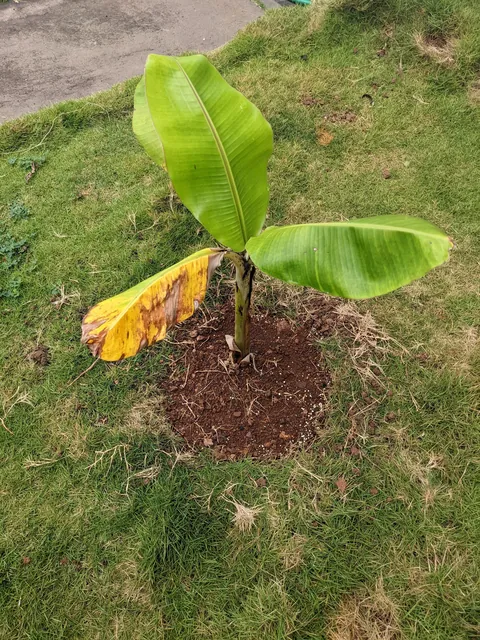 Our banana trees turned into a jungle (Before/After Photos)