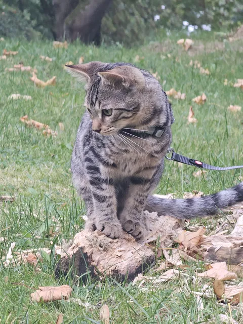 Show me a picture of your cat 