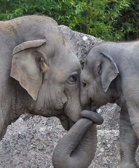 Nothing in nature is stronger than a mother