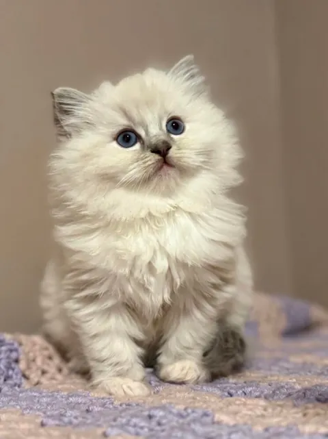 Brought this floof home yesterday.