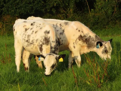 Some recent pictures of Custard and Cream. They do absolutely everything together.
