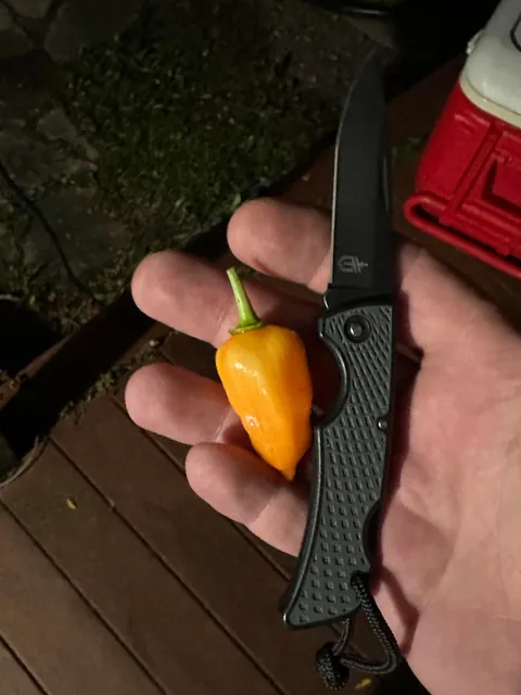 [homemade] mushroom, onion and swiss dogs