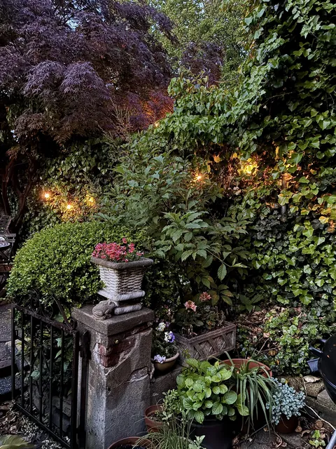 My backyard in the evening