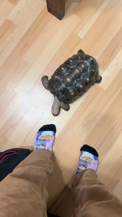 Why’s my dog doing this?