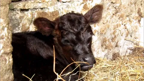This calf was born yesterday and just figured out that she can wiggle her nose