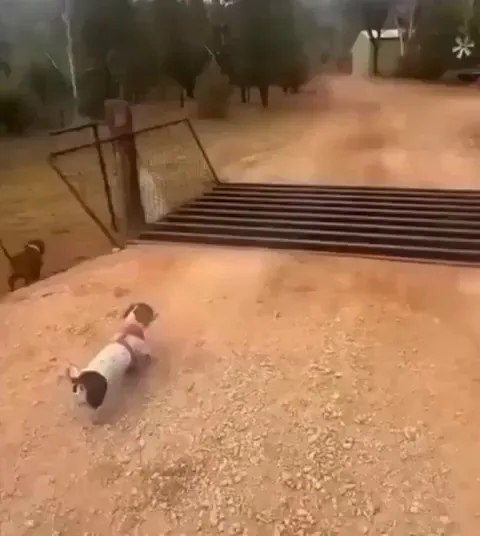 The difference between a dog and a cat