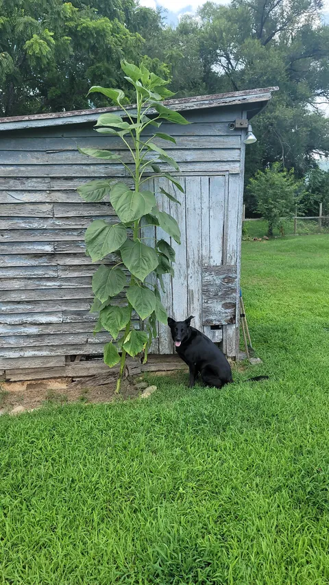 Why does this sunflower keep growing taller and not produce a head?