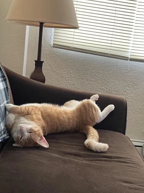 Just another day of an unemployed cat