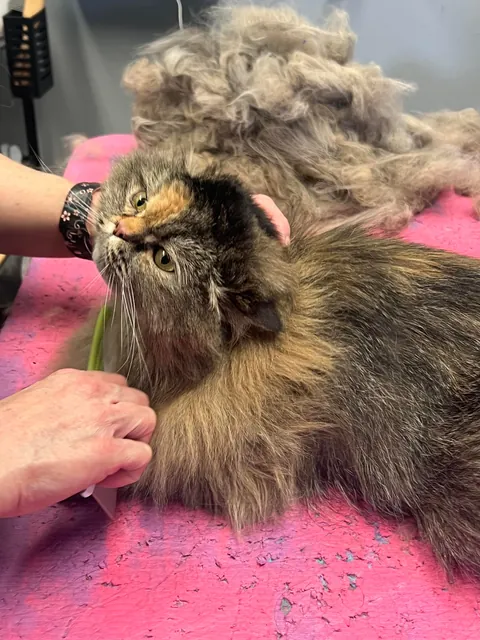 Took my cat to the groomer for a much needed deshed