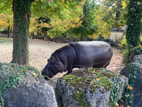 They aren’t everyone’s idea of cute, but I love hippos