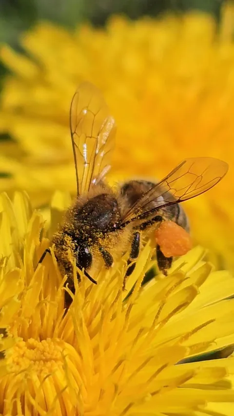 They could never make me hate you, dandelions