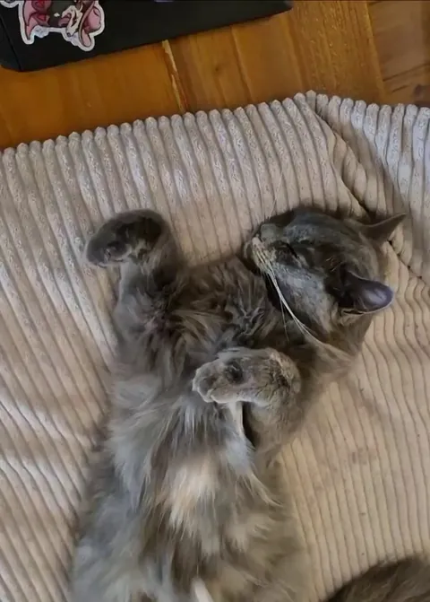 When I pet her belly she often puts one paw in the air, what does it mean?