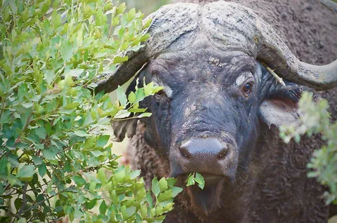 🔥 A lone bull water buffalo deciding if he's going to go ham on me.