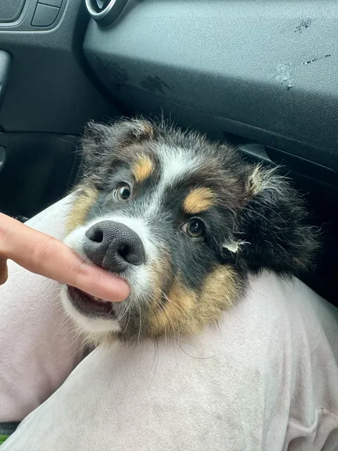 Going to our regular vet check-ups 🧚🏼‍♀️