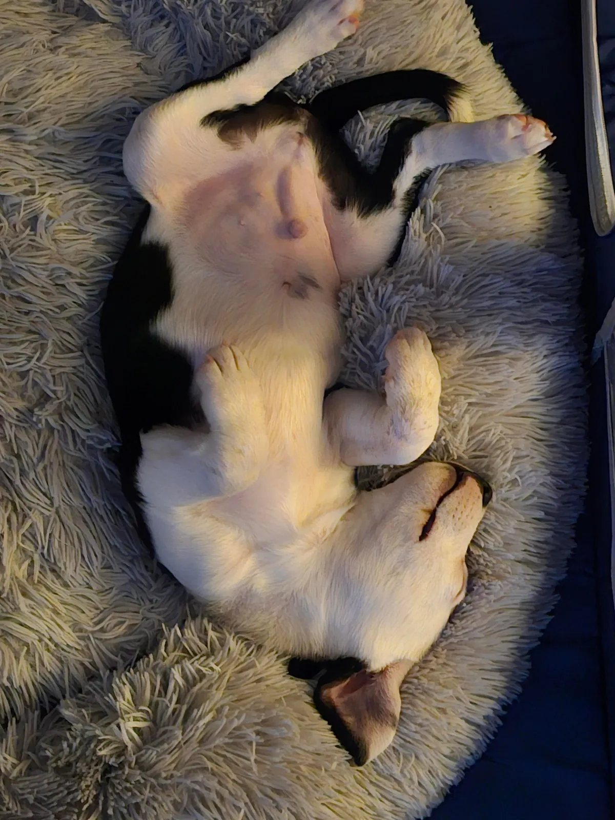 Walton Doggins says henlo!!