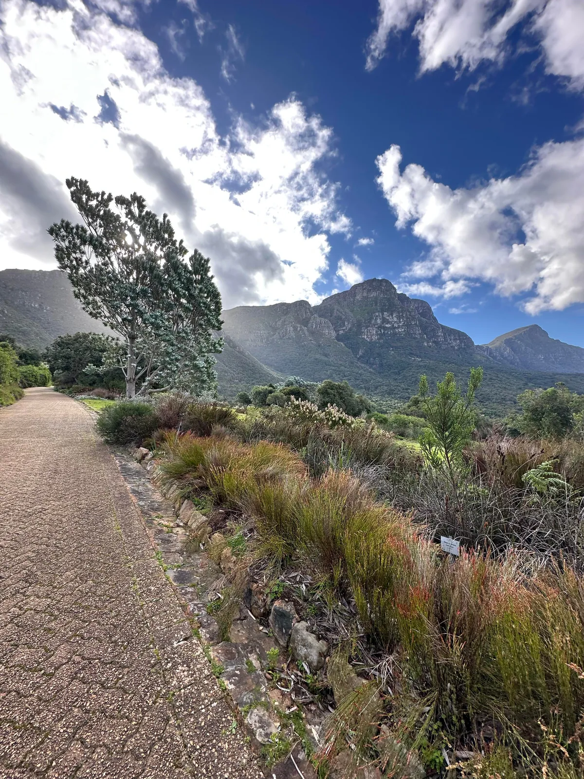 Cape Town is my new favorite city 🇿🇦