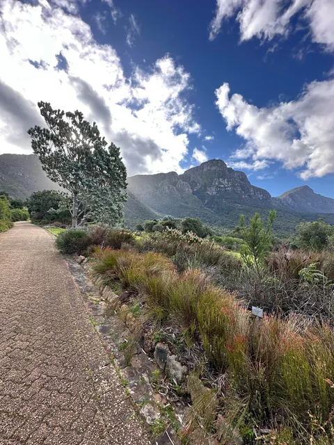 Cape Town is my new favorite city 🇿🇦