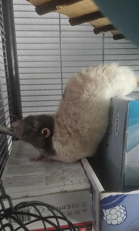 Surely this position MUST be uncomfortable !